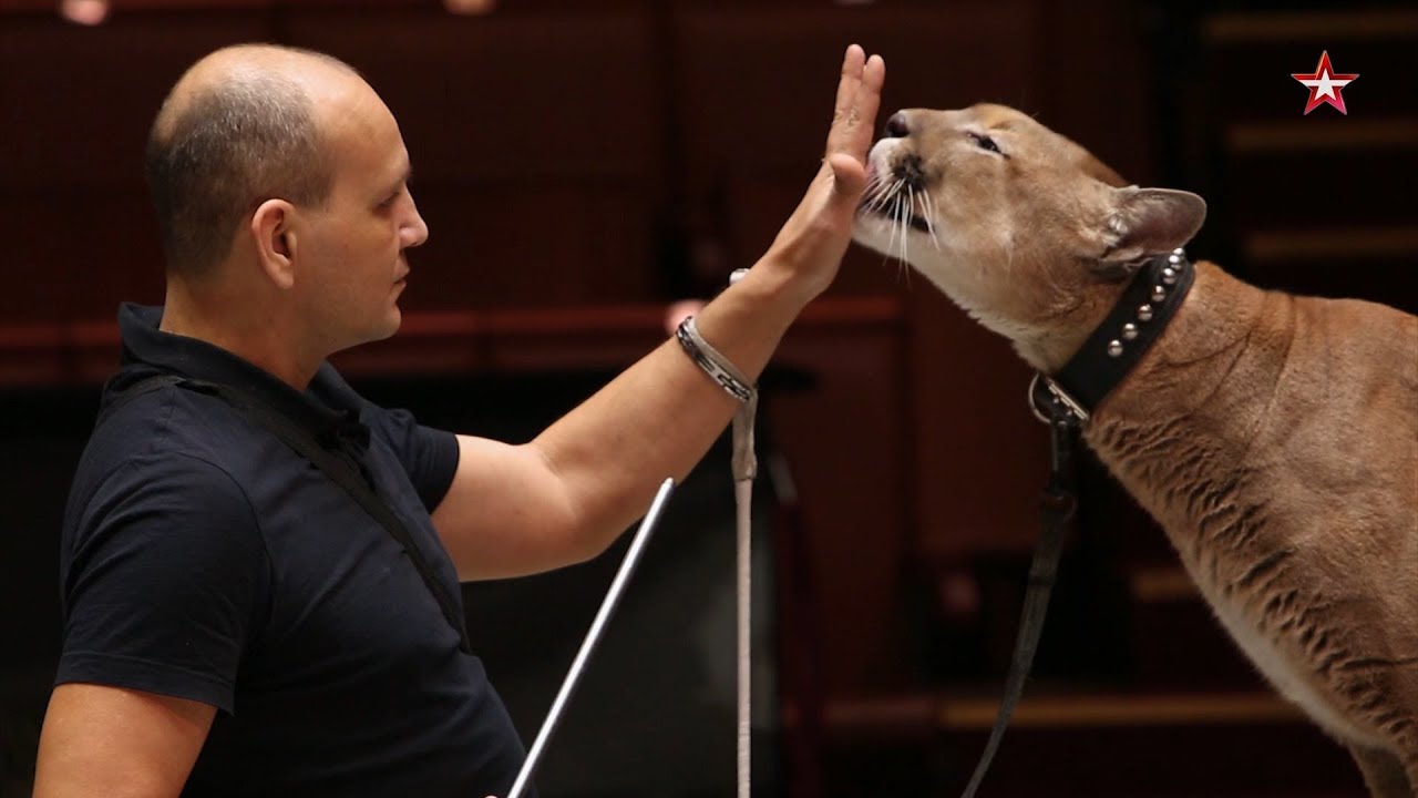 «Легенды цирка с Эдгардом Запашным» — Дрессировщики пум Исайчевы смотреть онлайн