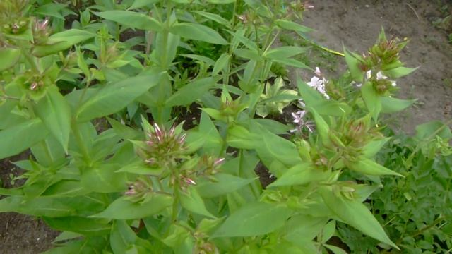 Сколько удобрений поливать под куст розы?Подкормка клематисов и флоксов для цветения. смотреть онлайн