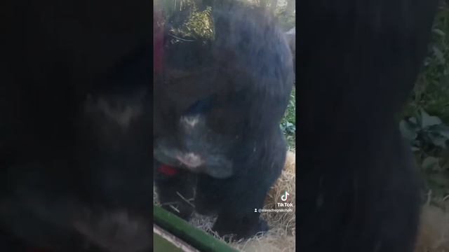 Прогулка по Зоопарку Карлсруэ, полное видео. смотреть онлайн