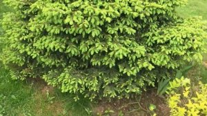 Ель обыкновенная « Нидиформис «