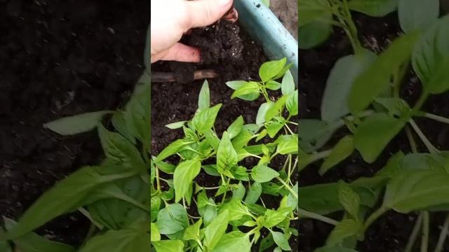 Грибные просторы