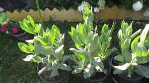 Прищипка Эустомы в мае- июне сдвинет сроки цветения на 20-30 дней.