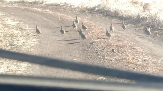 Куропатка Не Боится Автомобиля смотреть онлайн