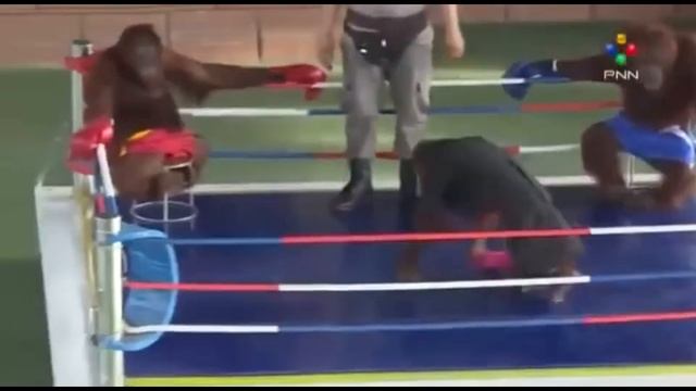 мартышки бокс смотреть онлайн