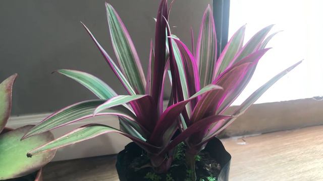 Comprando suculentas a muy buen precio y mi anhelado sedum aurora 😍😍 смотреть онлайн