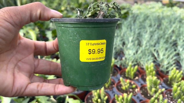 Plant shopping @ ValleyviewGardens (Hoya Australis Lisa, alocasia, philodendron & more houseplants смотреть онлайн