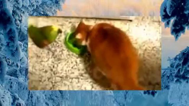 Животные кушают и пьют забавные видео с животными 2015 смотреть онлайн