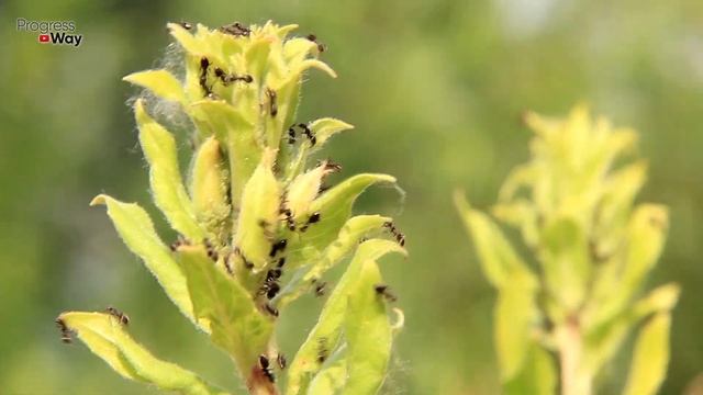 Как Бороться С Тлёй Без Химии?! Хозяйственное Мыло Против Тли! смотреть онлайн