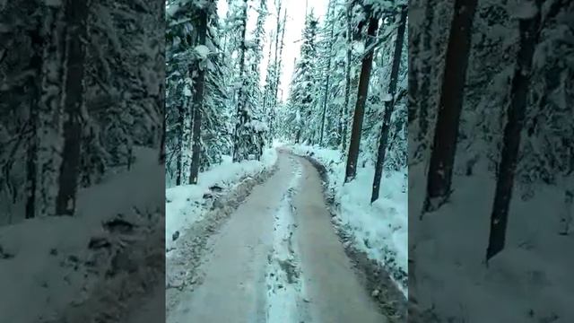 Дорога через лес. смотреть онлайн