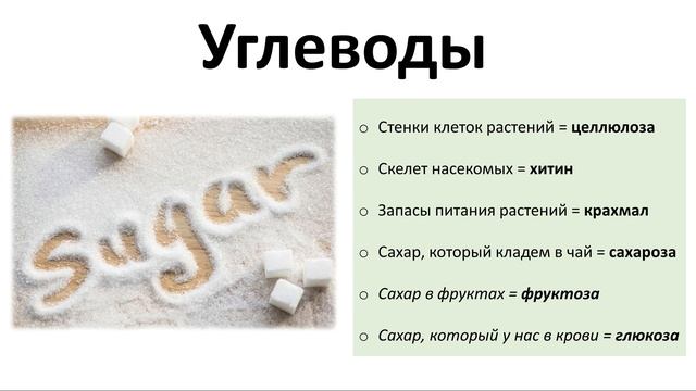 6. Химия клетки (5 класс) - введение в Биологию смотреть онлайн