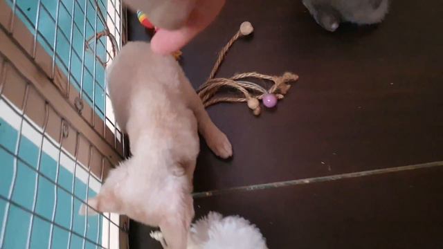 Котята Девон Рекс 08.06.2021. Растут детки! смотреть онлайн