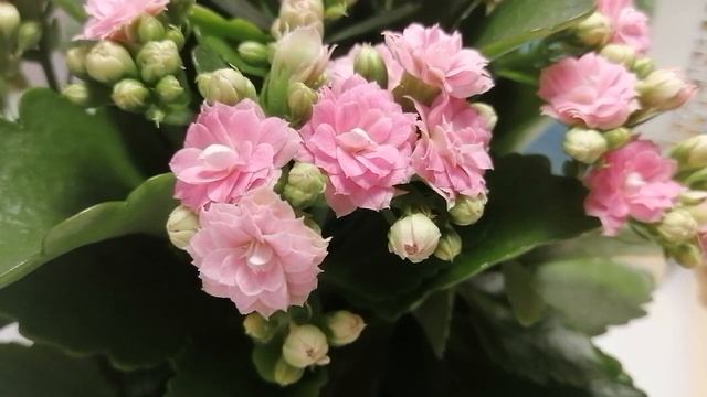 любительница машин марки субару читает Сказки на ночь - С. Маршак 