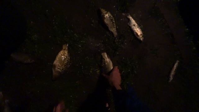 Осётр в маленьком пруду. Часть 2 Итог - осетров сожрали. Вылов рыбы. (01.10.2019) смотреть онлайн