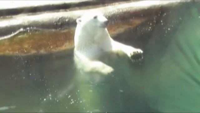 CLEVER BEAR смотреть онлайн