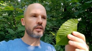 Как выглядит вяз и ясень?