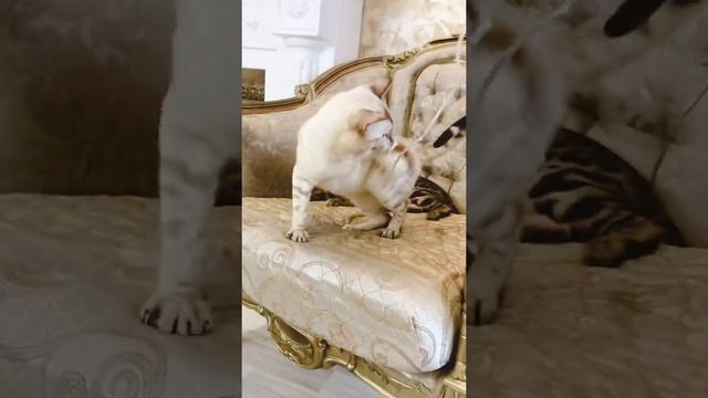 Бенгальские котята снежного окраса / Бенкальские кошки смотреть онлайн