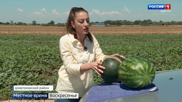 Фермер Шовгеновского района вырастил арбуз без полосок и косточек смотреть онлайн