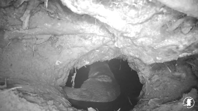 В норе у выдры! смотреть онлайн