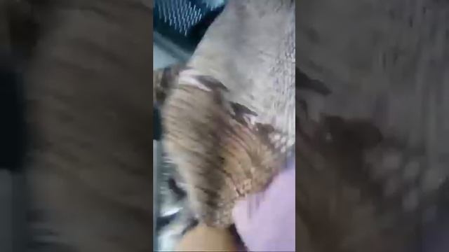 Risultato Del Carico Lavato A 50 Gradi смотреть онлайн