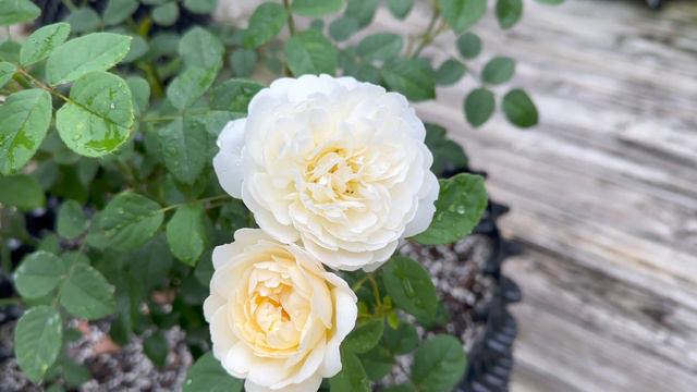 Nye Bevan - 2023 DA Introduction