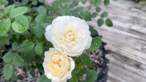 Nye Bevan - 2023 DA Introduction