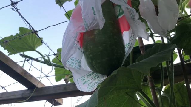 Big harvesting bottle gourd/Bangla kudu- বাগানের লাউ পারলাম 🌱🌱 смотреть онлайн
