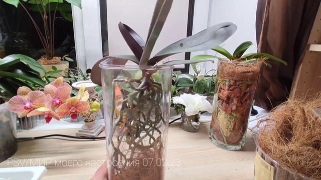 08.02.23 ОРХИДЕИ с длинными корнями посадка в высокие кашпо.Закрытая система. BLACK FACE.Часть 2 смотреть онлайн