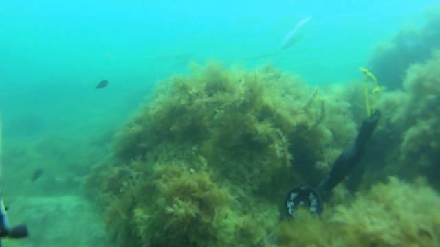 На вдохе. 3:30 без воздуха под проходящим пиленгасом. смотреть онлайн