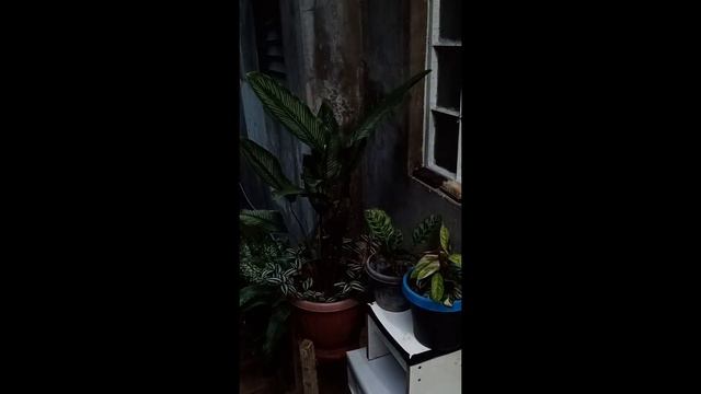 Calathea Timelapse смотреть онлайн