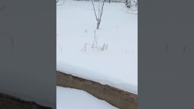 Зима . Дача утонула в снегу. Берёзы покрыты инеем. А на душе тепло. смотреть онлайн