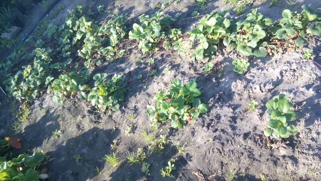 Земляника ДОЛЬЧЕ КУАРЕ и F1 ЛОРАН смотреть онлайн