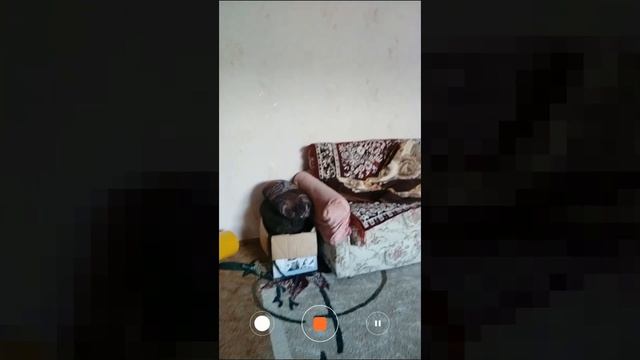 Сегодня играть не будем смотреть онлайн