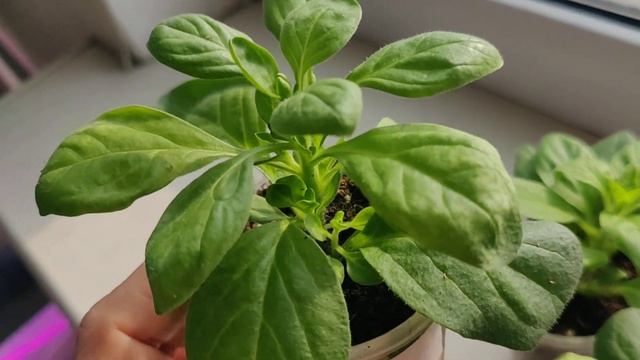 Чем отличается вегетативная петуния от простой семенной смотреть онлайн