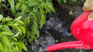 Полив перца/ как и сколько поливать перец/ полив перца в открытом грунте/когда поливать перец