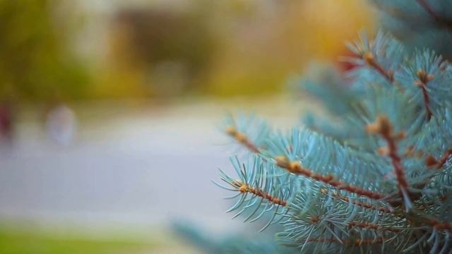 Гелиос 44 2 Canon 6d цветокоррекция в LightRoom 4 смотреть онлайн