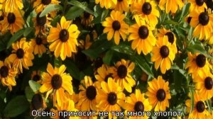 Рудбекия многолетняя: посадка и уход