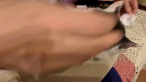 Укол инсулином коту