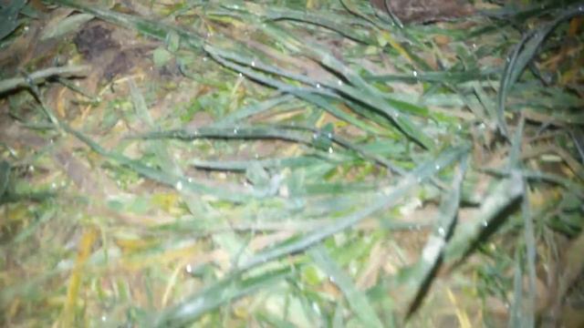 Всё покрылрсь СЕРЕБРОМ./Первый мороз. За один час всё замёрзло. смотреть онлайн