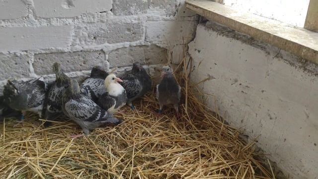 Спортивные голуби / обзор голубят / Racing Pigeons / Pigeon Baby.