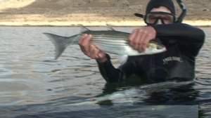 Подводные просторы России №29. Осенняя охота на кефаль