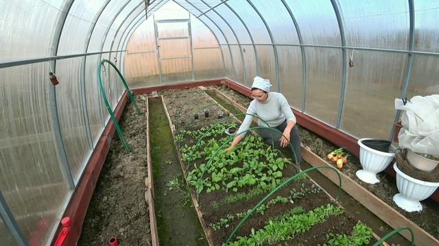 6 соток 22 апреля 2021 год. Морковь посеяна, огурец посажен, гилениум реанимирован. смотреть онлайн