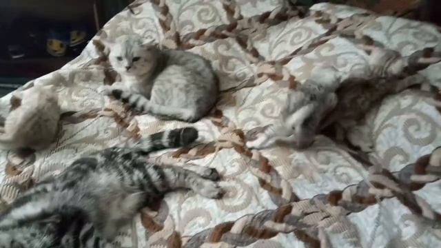 Котятам 1 месяц! смотреть онлайн