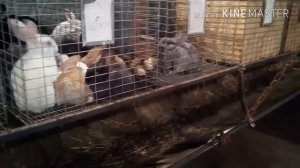 КРОЛЬЧАТНИК СВОИМИ РУКАМИ