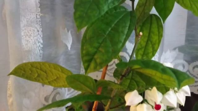 Клеродендрум смотреть онлайн