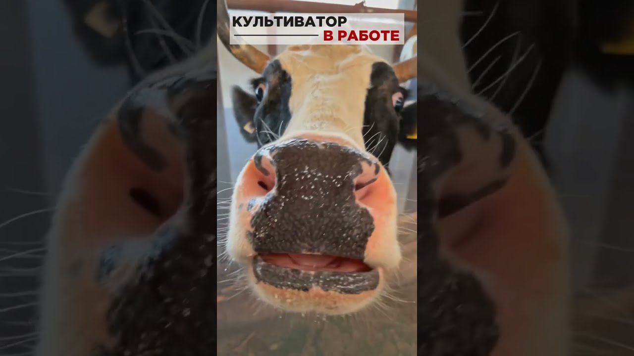 Съемки в молочном хозяйстве Пермского края смотреть онлайн