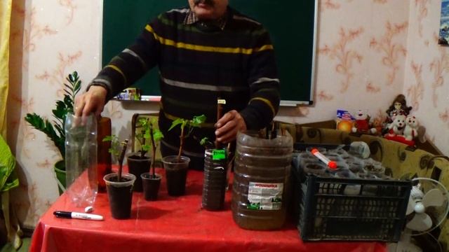 Вегетирующие саженцы Ч.2.: еще один очень надежный способ их выращивания! смотреть онлайн