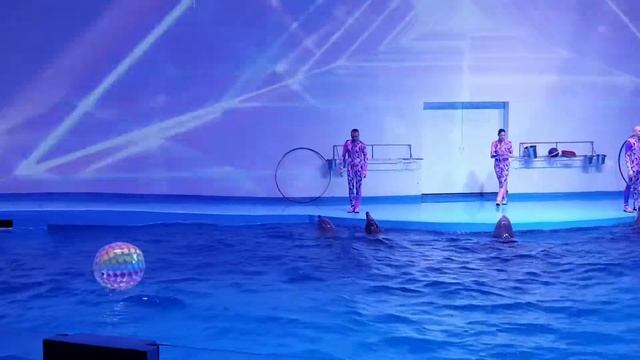 Шоу дельфинов в Екатеринбурге 2020 смотреть онлайн