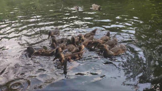 Мой огород, ОЗЕРО ДИКИЕ УТКИ смотреть онлайн