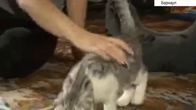 рысь в квартире с кошками смотреть онлайн