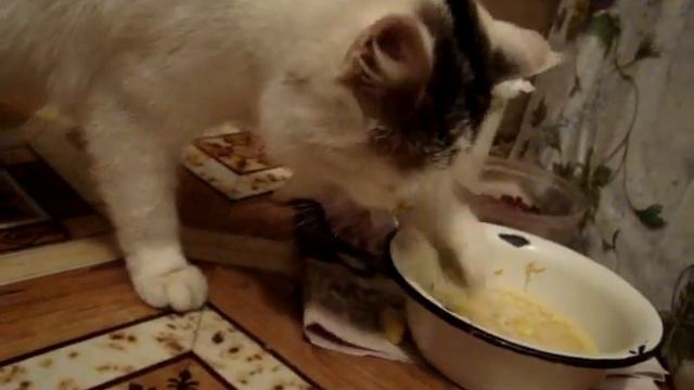 Кошка пьет лапой смотреть онлайн